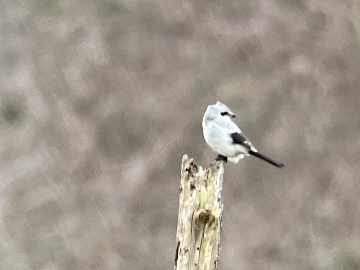 Northern Shrike - Craig R Miller