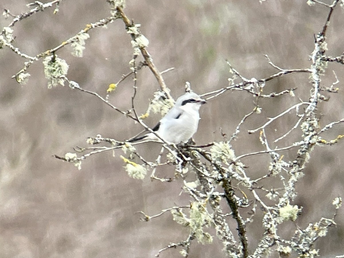 Northern Shrike - Craig R Miller