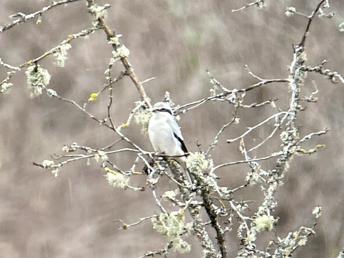 Alcaudón Boreal - ML615939787