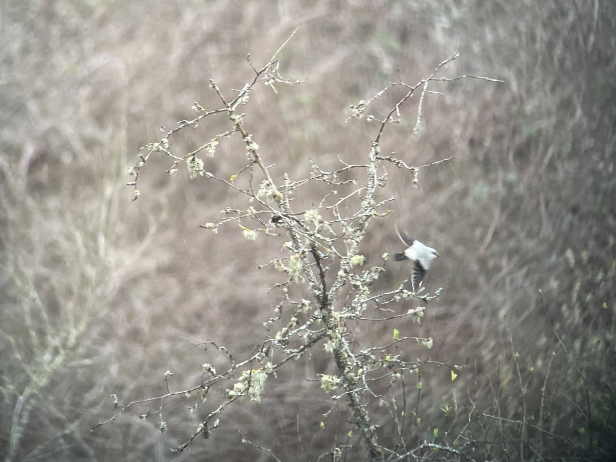 Northern Shrike - Craig R Miller