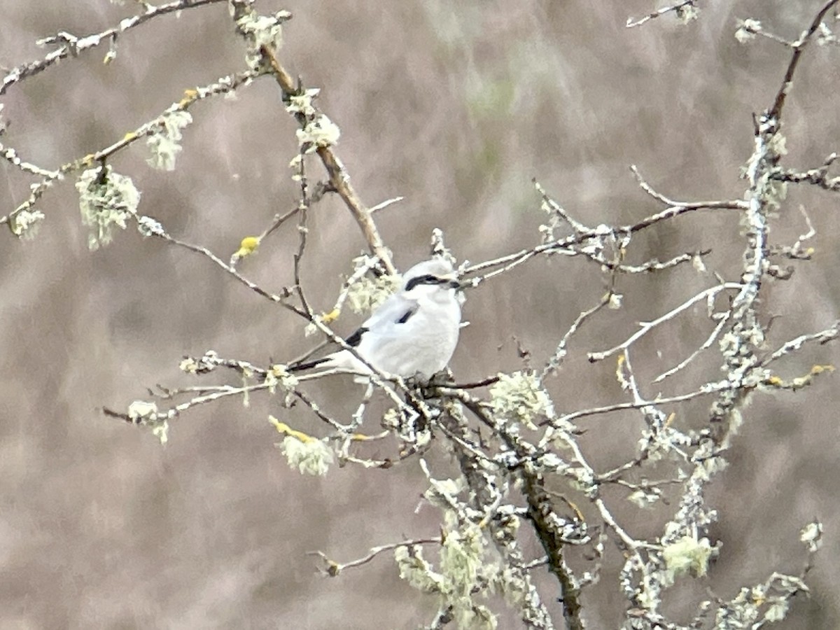 Alcaudón Boreal - ML615939789