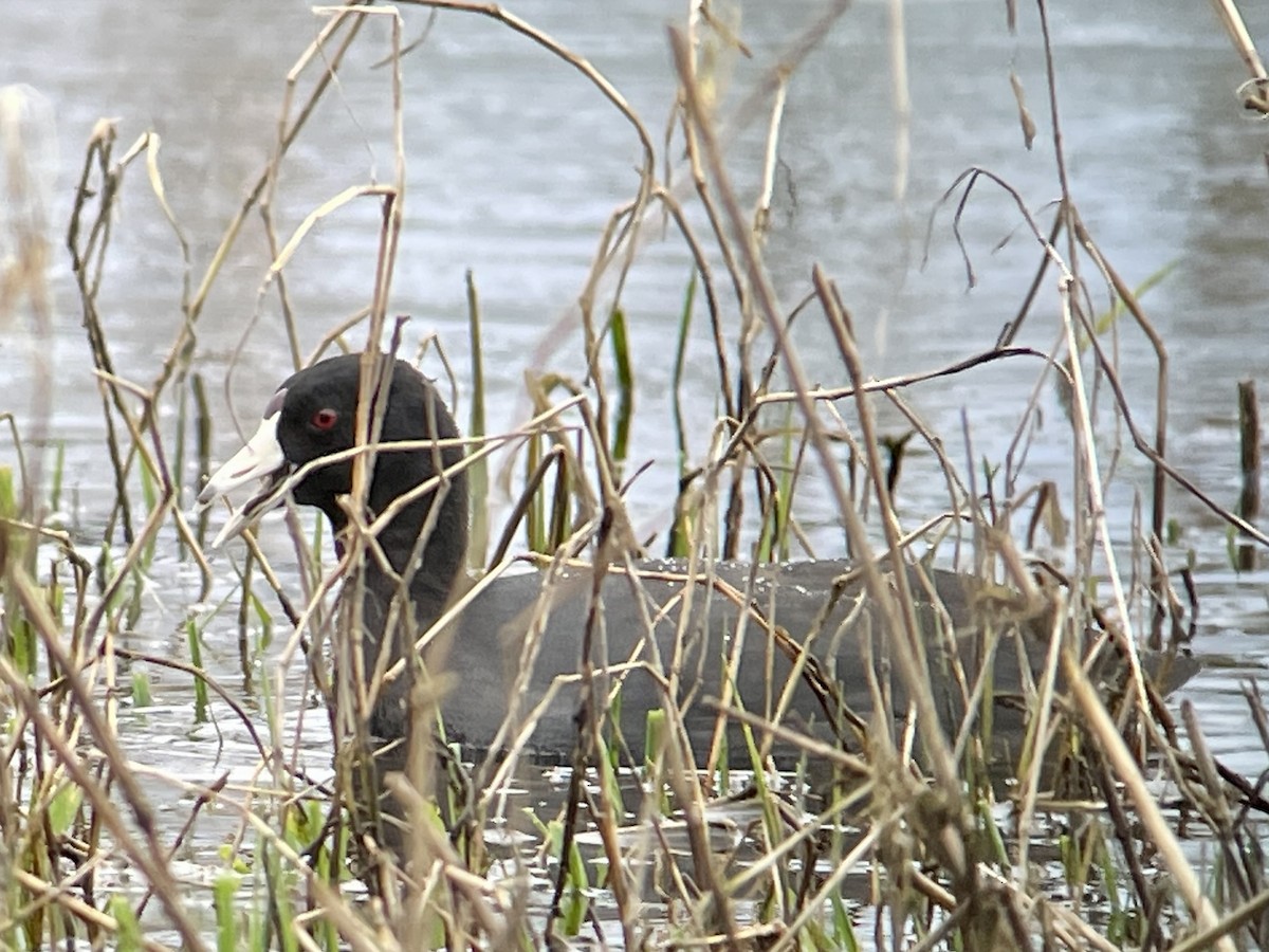 American Coot - Craig R Miller