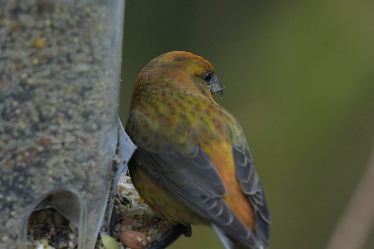 Red Crossbill - Kelly Kirkpatrick