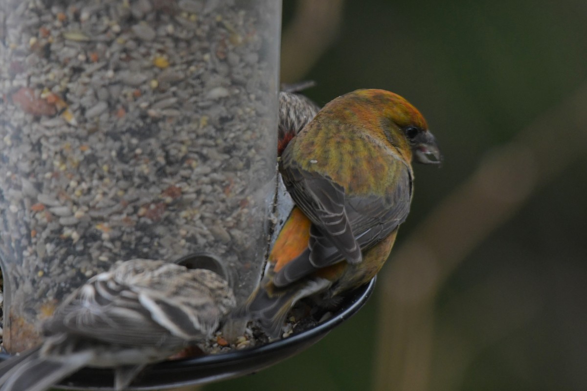 Red Crossbill - Kelly Kirkpatrick