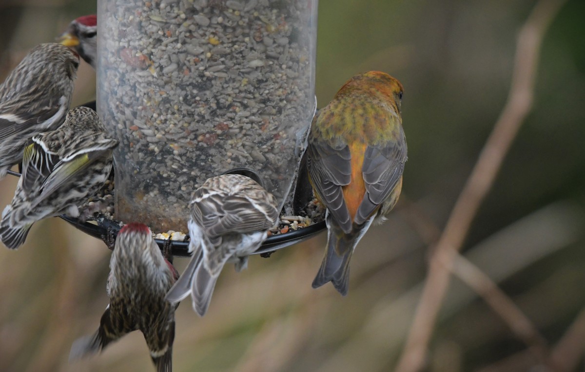 Red Crossbill - ML615939816