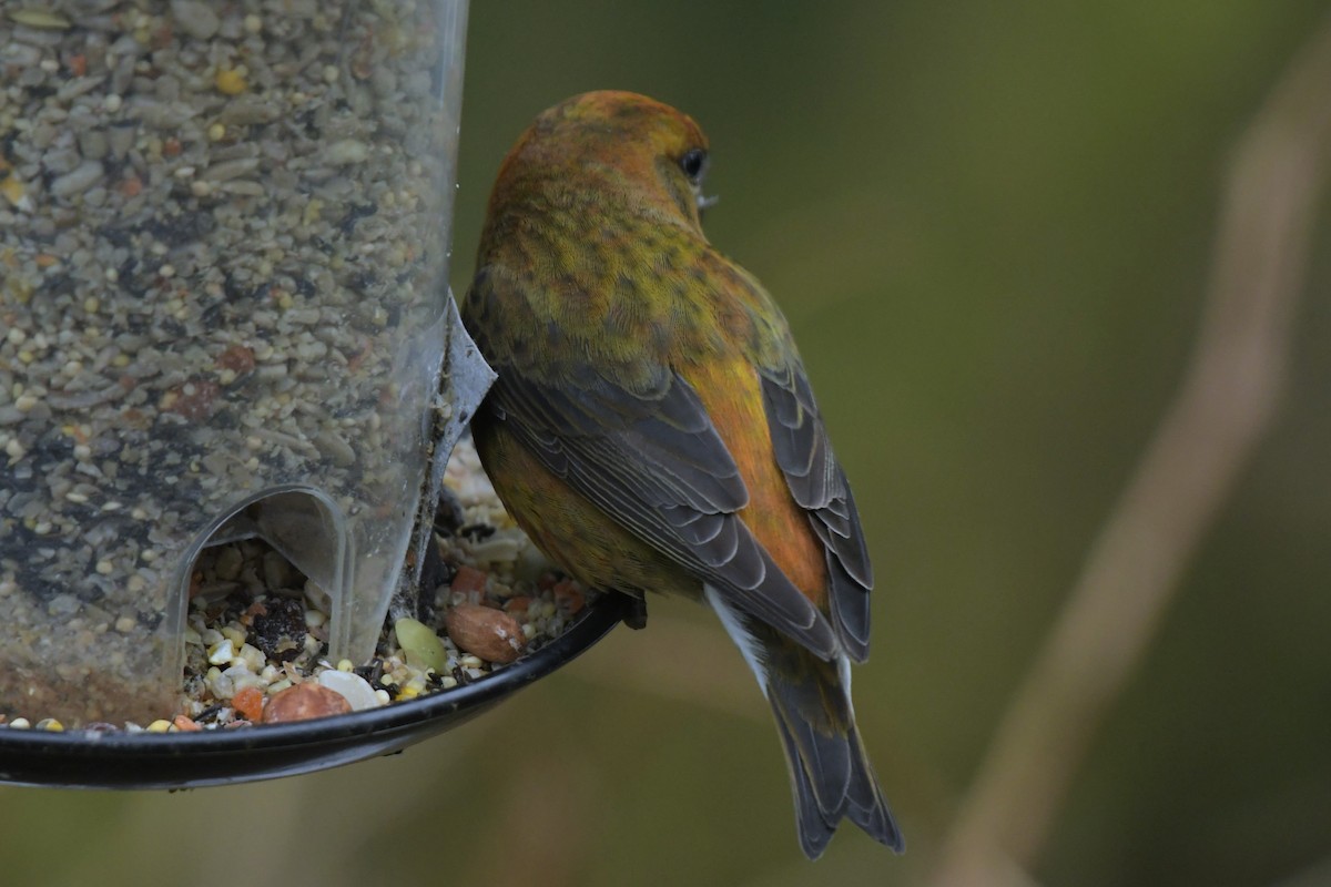 Red Crossbill - Kelly Kirkpatrick