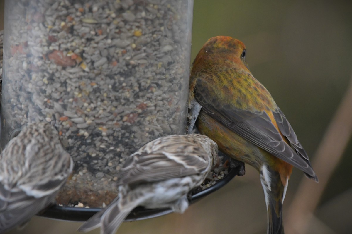 Red Crossbill - ML615939818