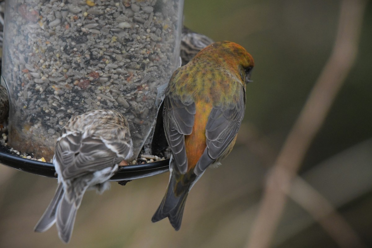 Red Crossbill - Kelly Kirkpatrick