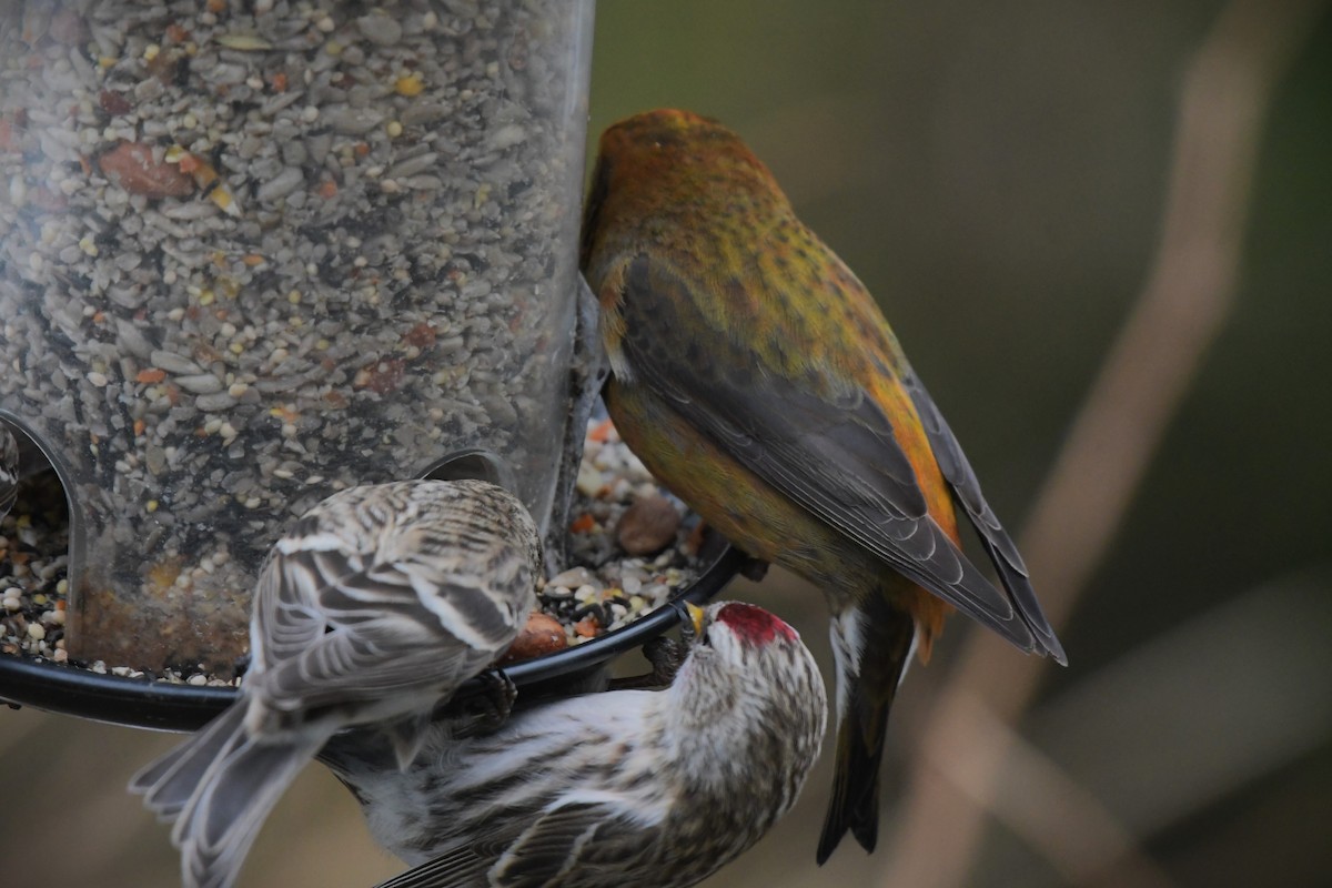 Red Crossbill - Kelly Kirkpatrick