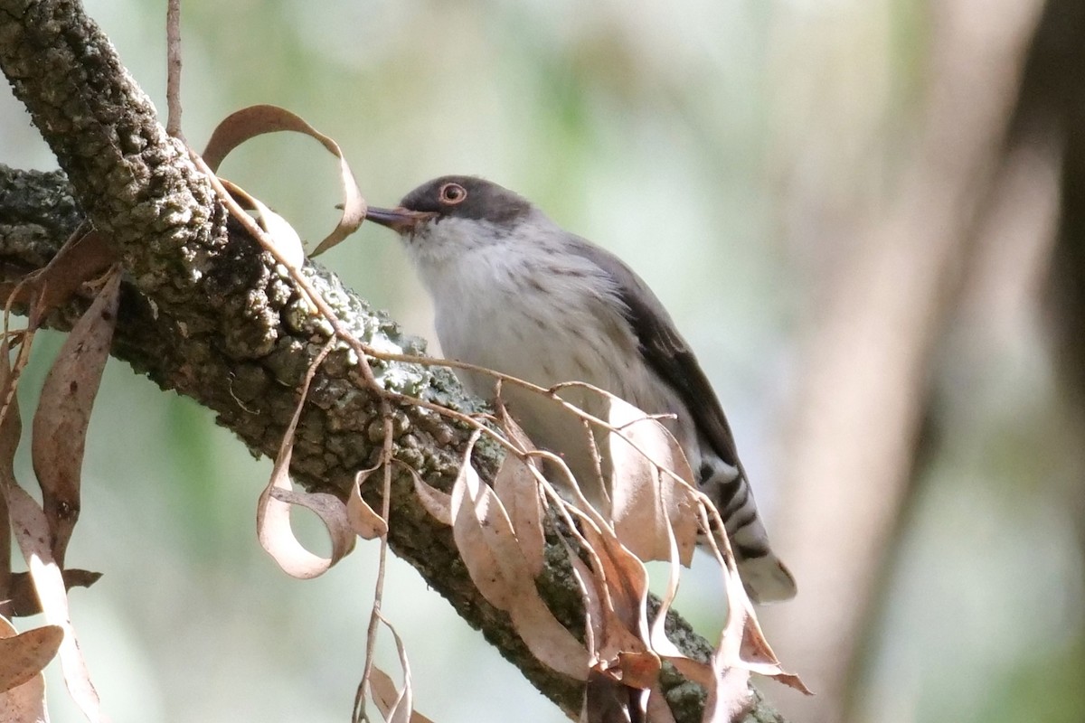 Varied Sittella - ML615939828