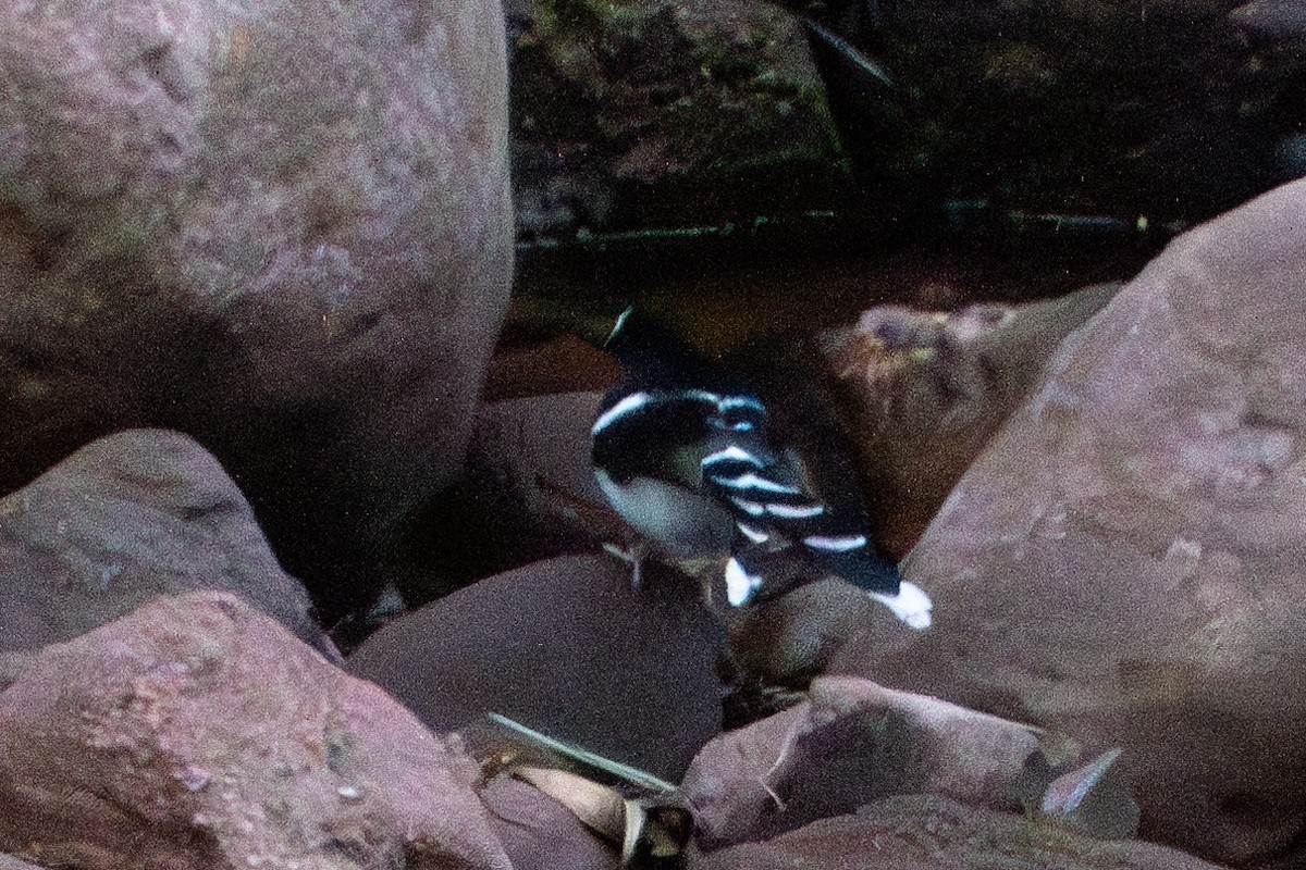 White-crowned Forktail - ML615939829