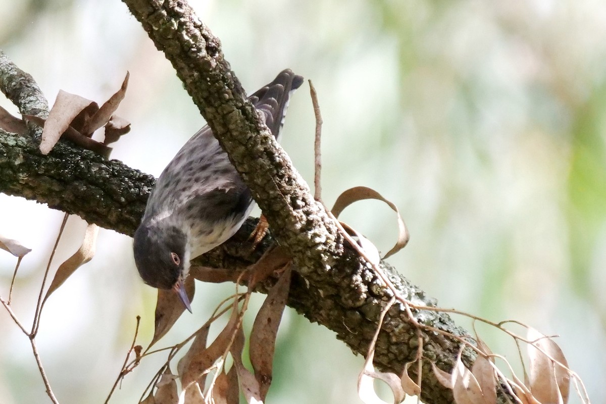 Varied Sittella - ML615939836