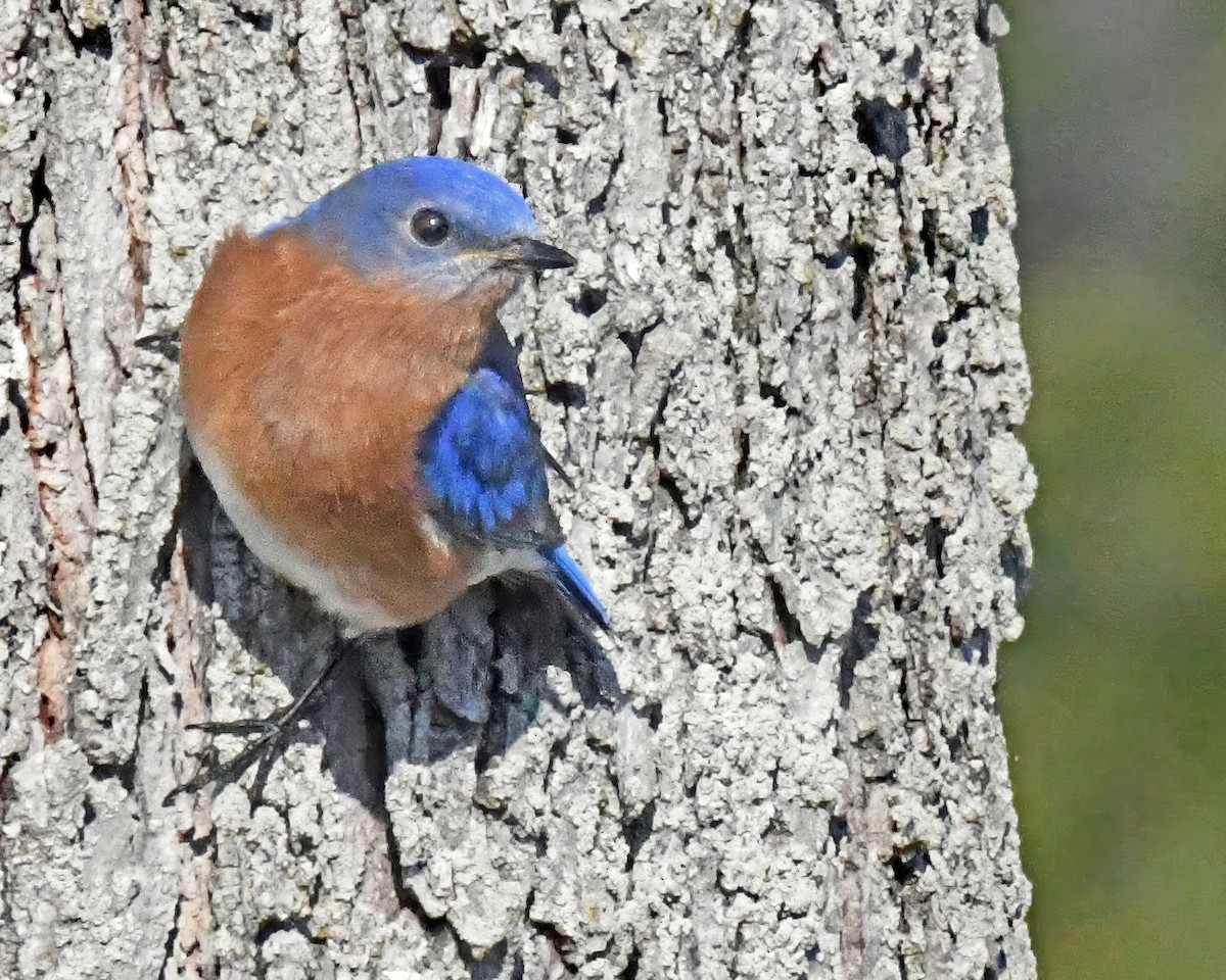 Eastern Bluebird - ML615939926