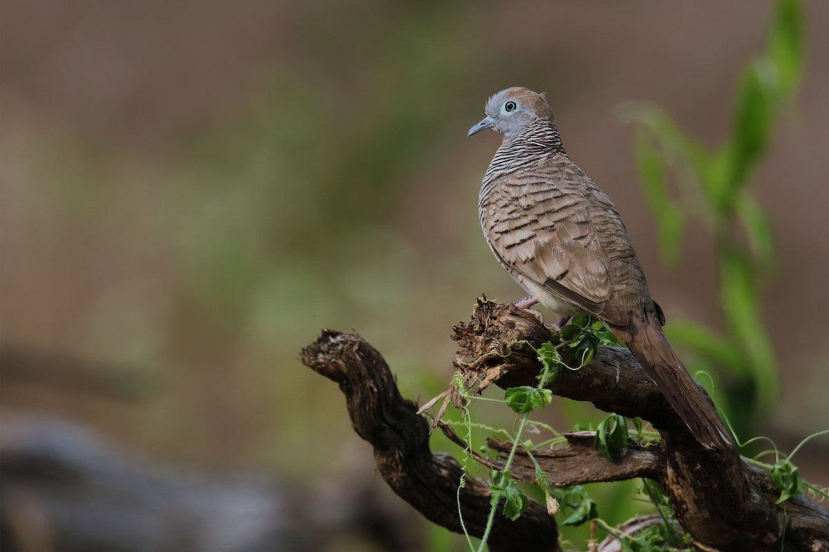 Zebra Dove - ML615939955