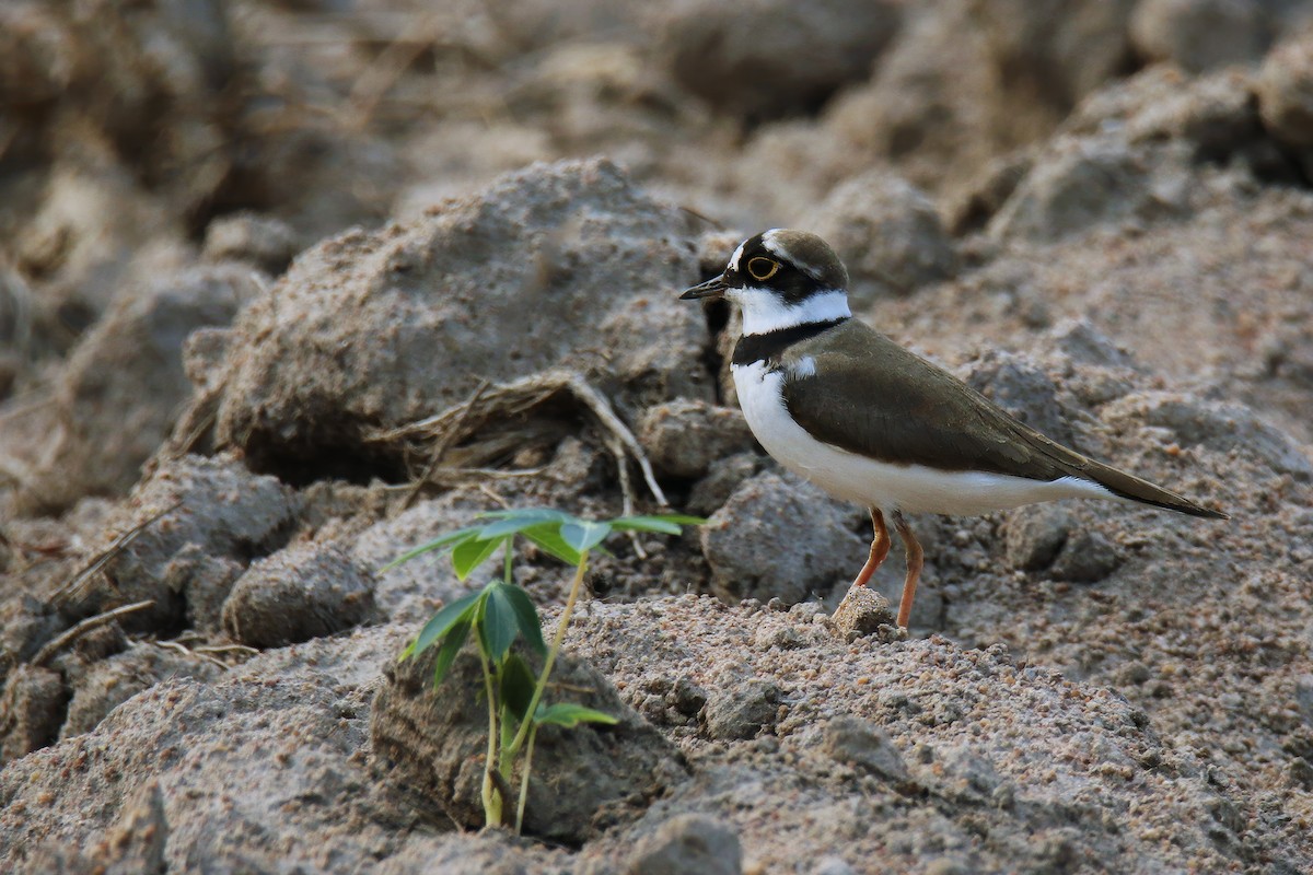 Little Ringed Plover (curonicus) - ML615939962