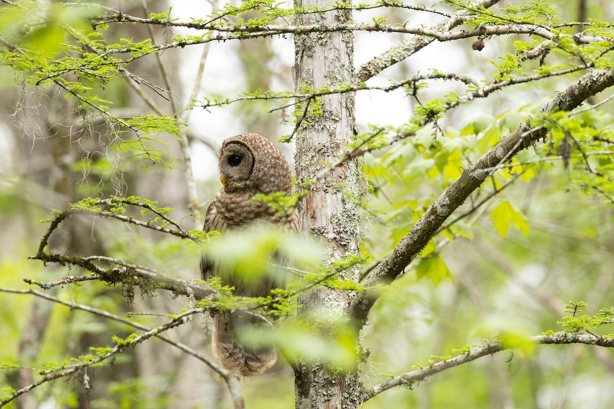 Barred Owl - Nick Ramsey