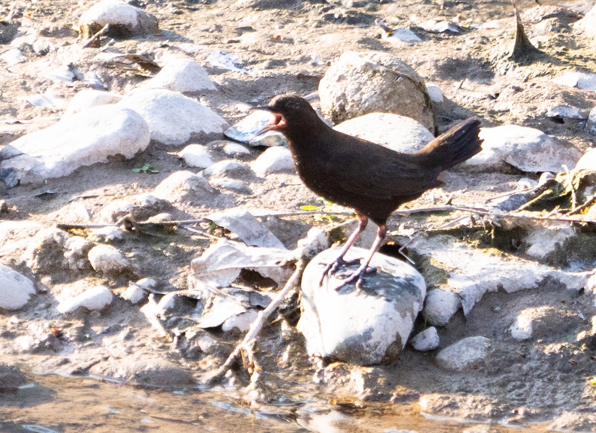 Brown Dipper - ML615940014