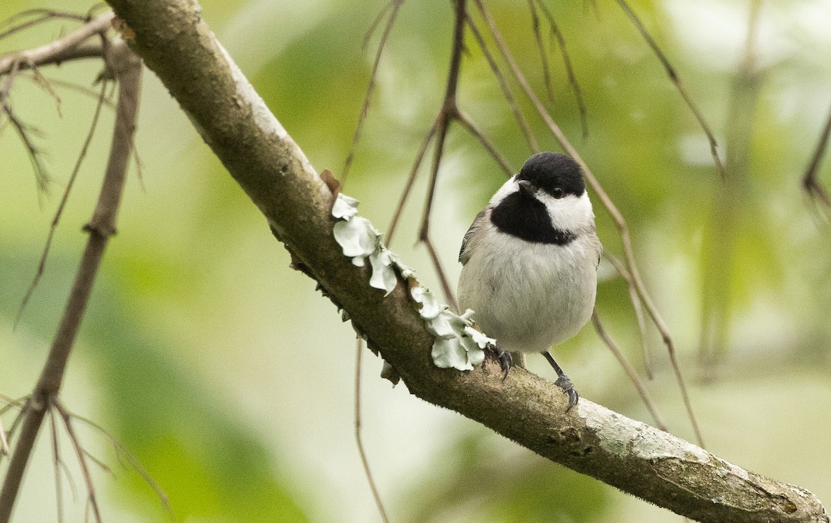 Carolina Chickadee - ML615940018