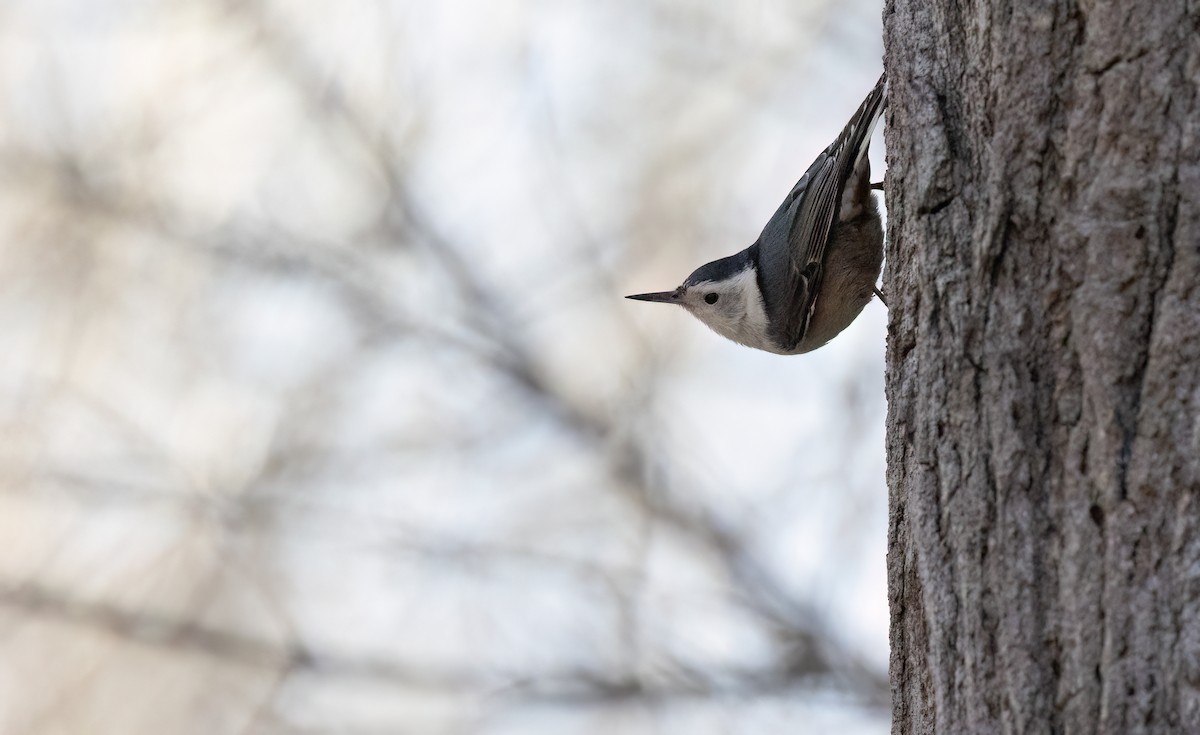 White-breasted Nuthatch - ML615940050
