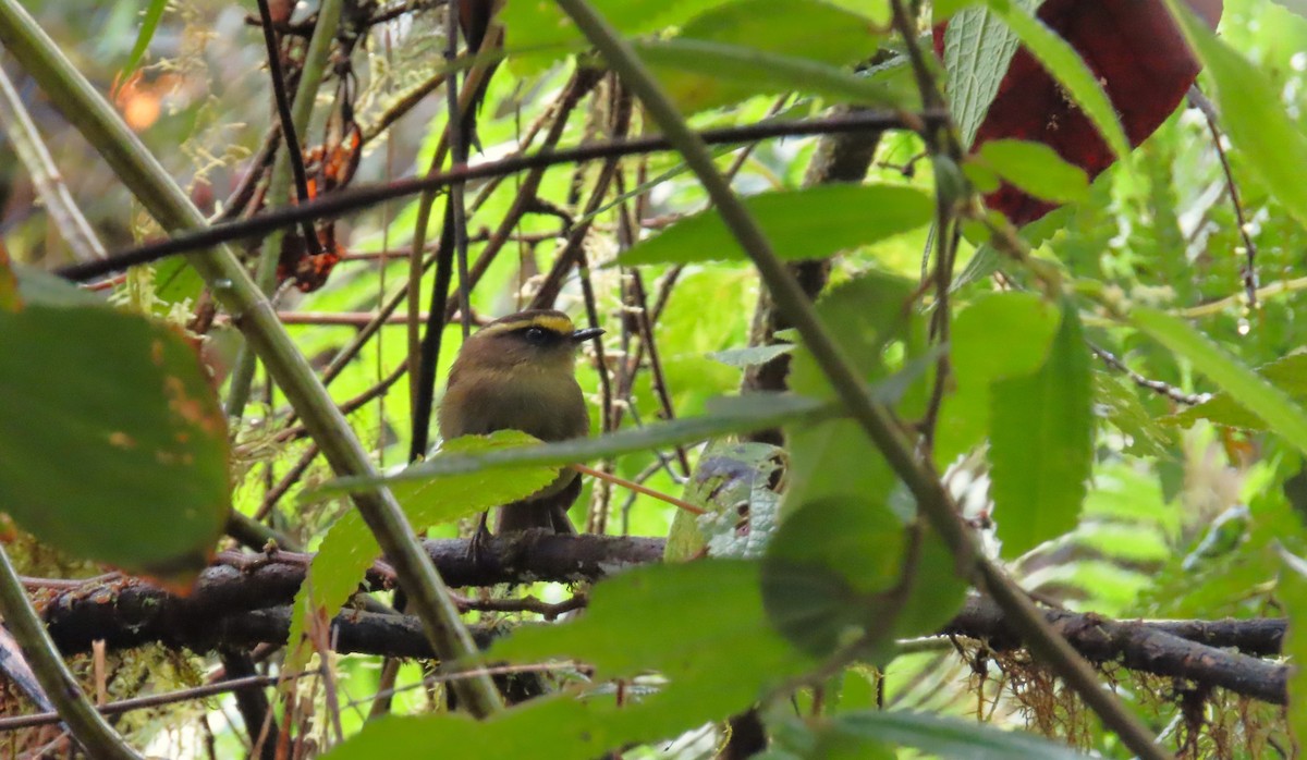 Yellow-bellied Chat-Tyrant - ML615940062