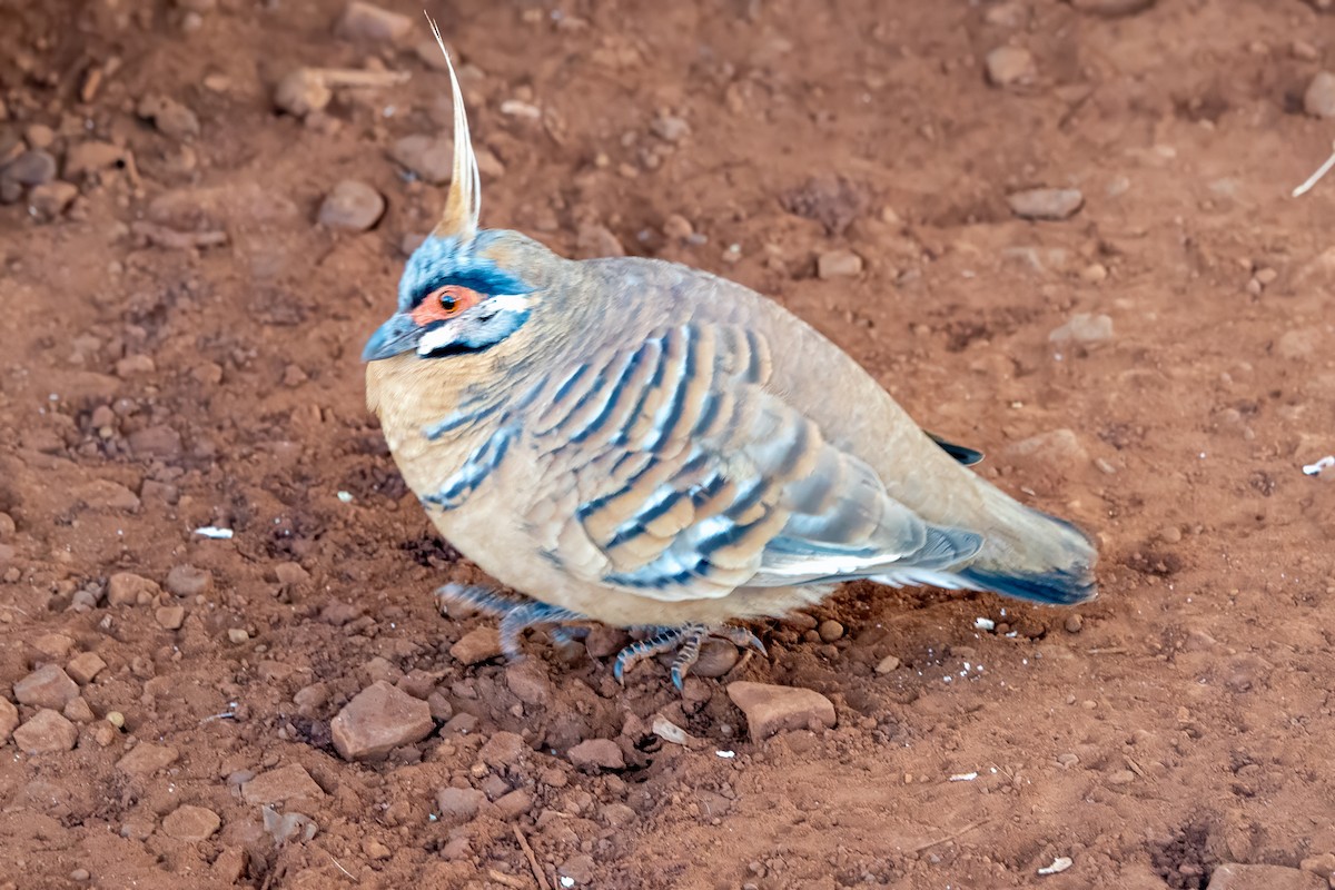 Spinifex Pigeon - ML615940158