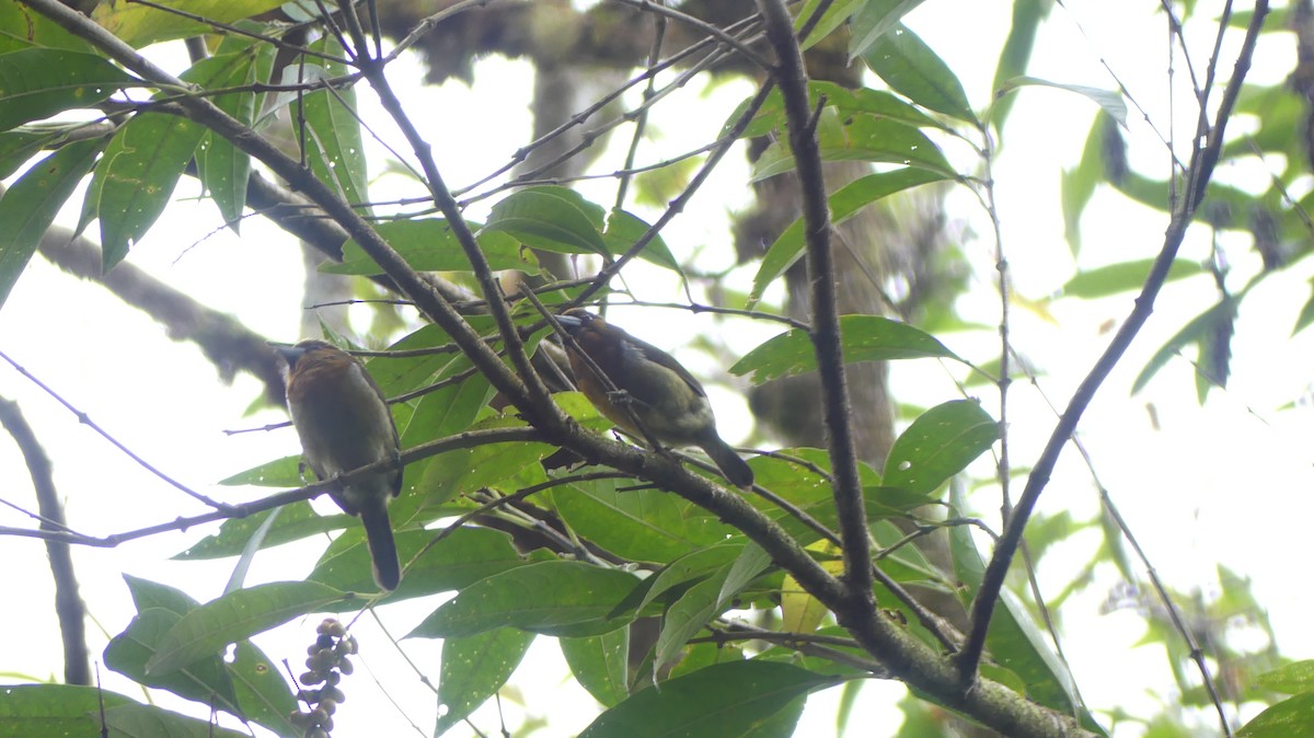 Prong-billed Barbet - ML615940165