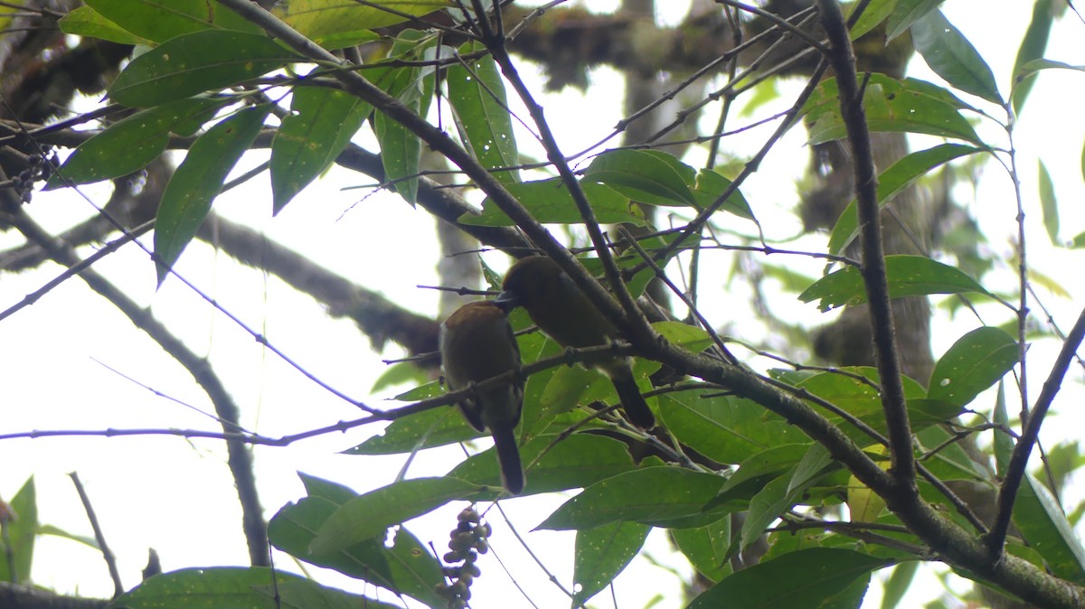 Prong-billed Barbet - ML615940166