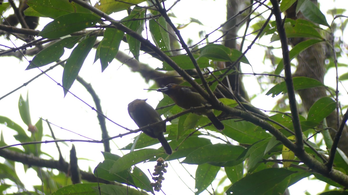 Güdük Barbet - ML615940169