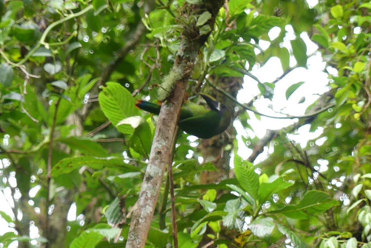 キバシミドリチュウハシ（caeruleogularis） - ML615940174