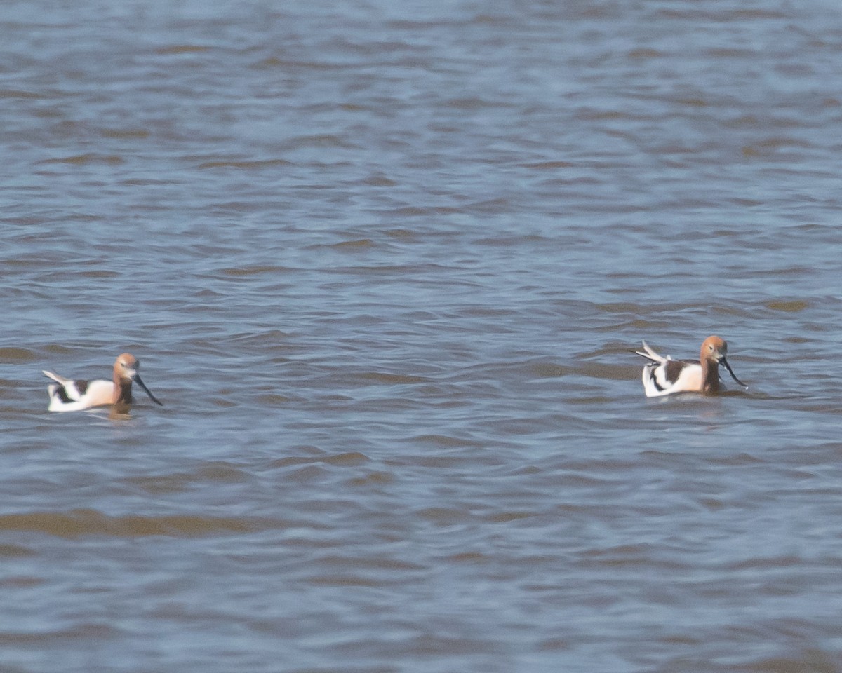 Avoceta Americana - ML615940182