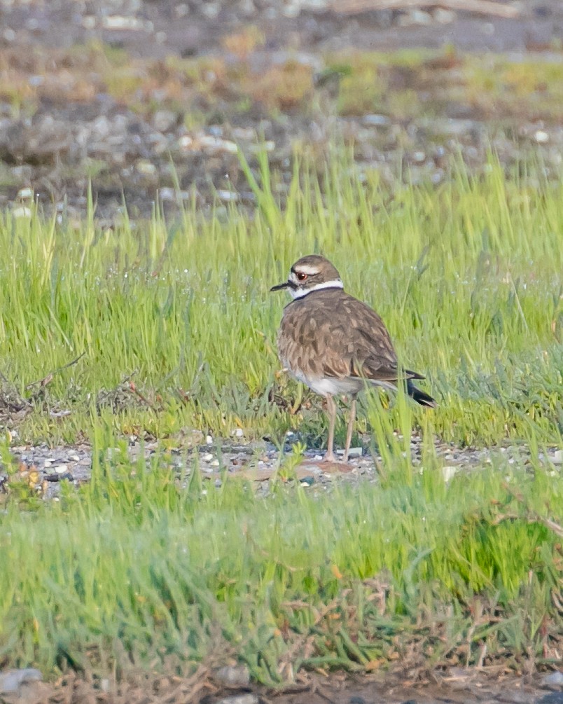 Killdeer - ML615940191