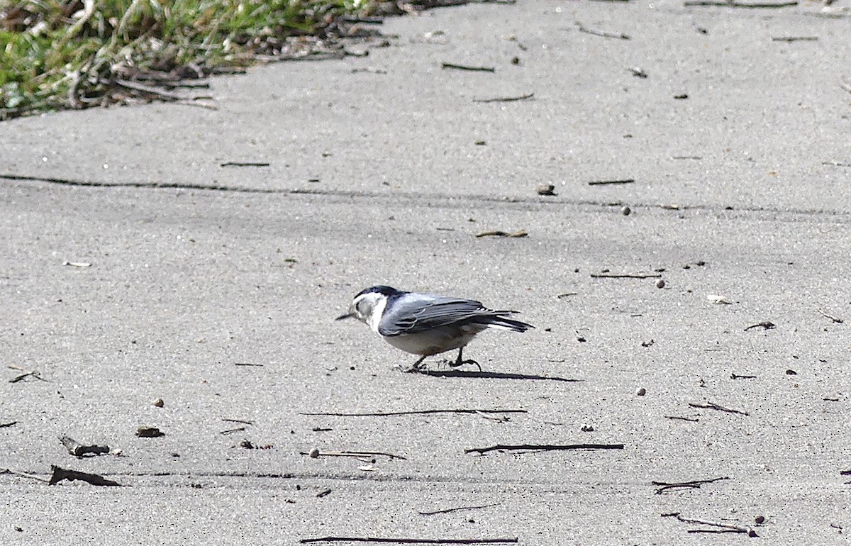 White-breasted Nuthatch - ML615940214