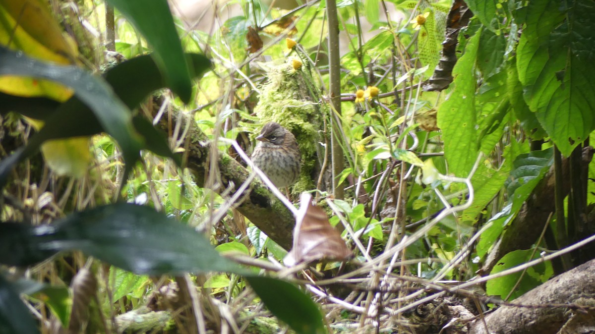 Rufous-collared Sparrow - ML615940226