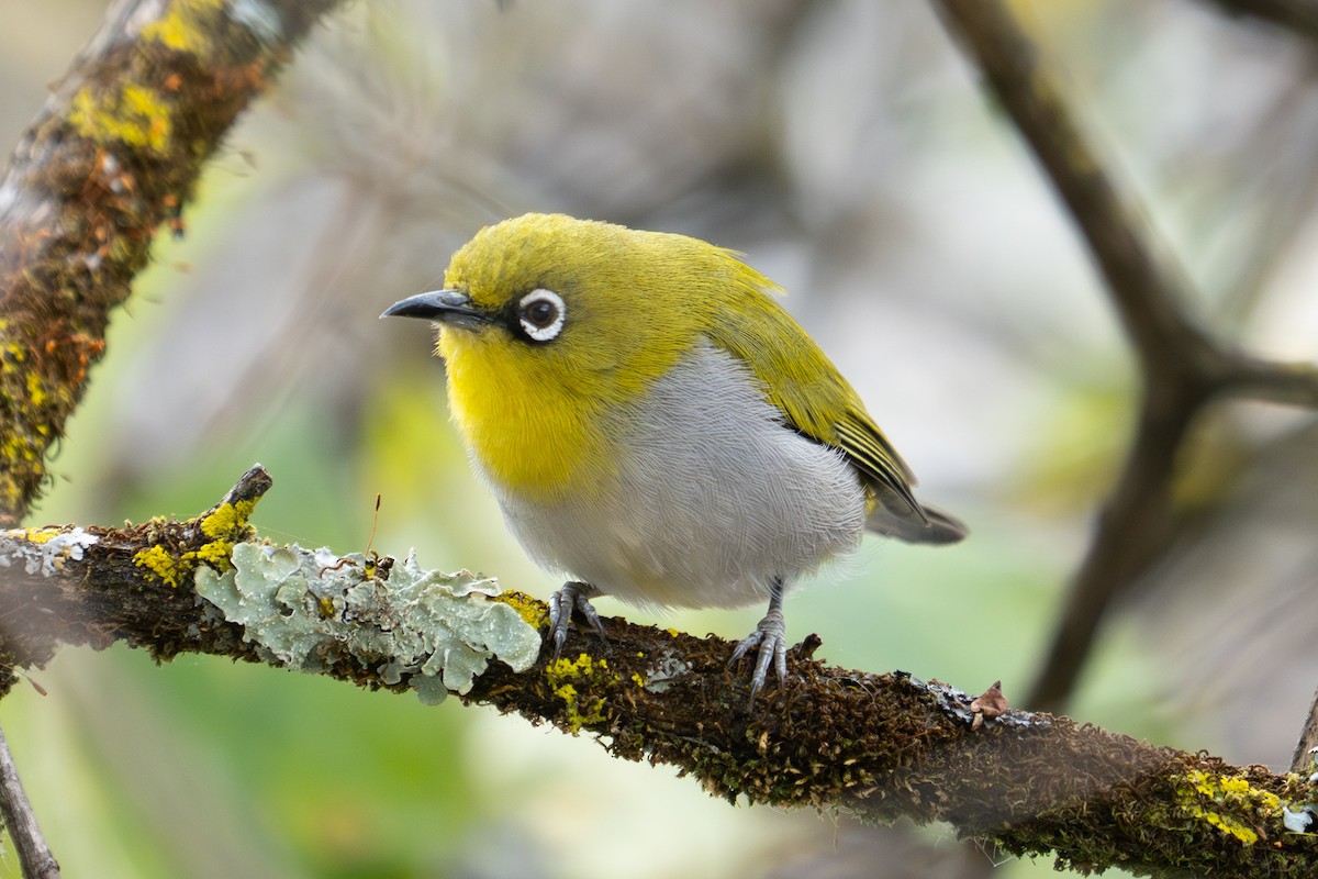 Indian White-eye - ML615940266