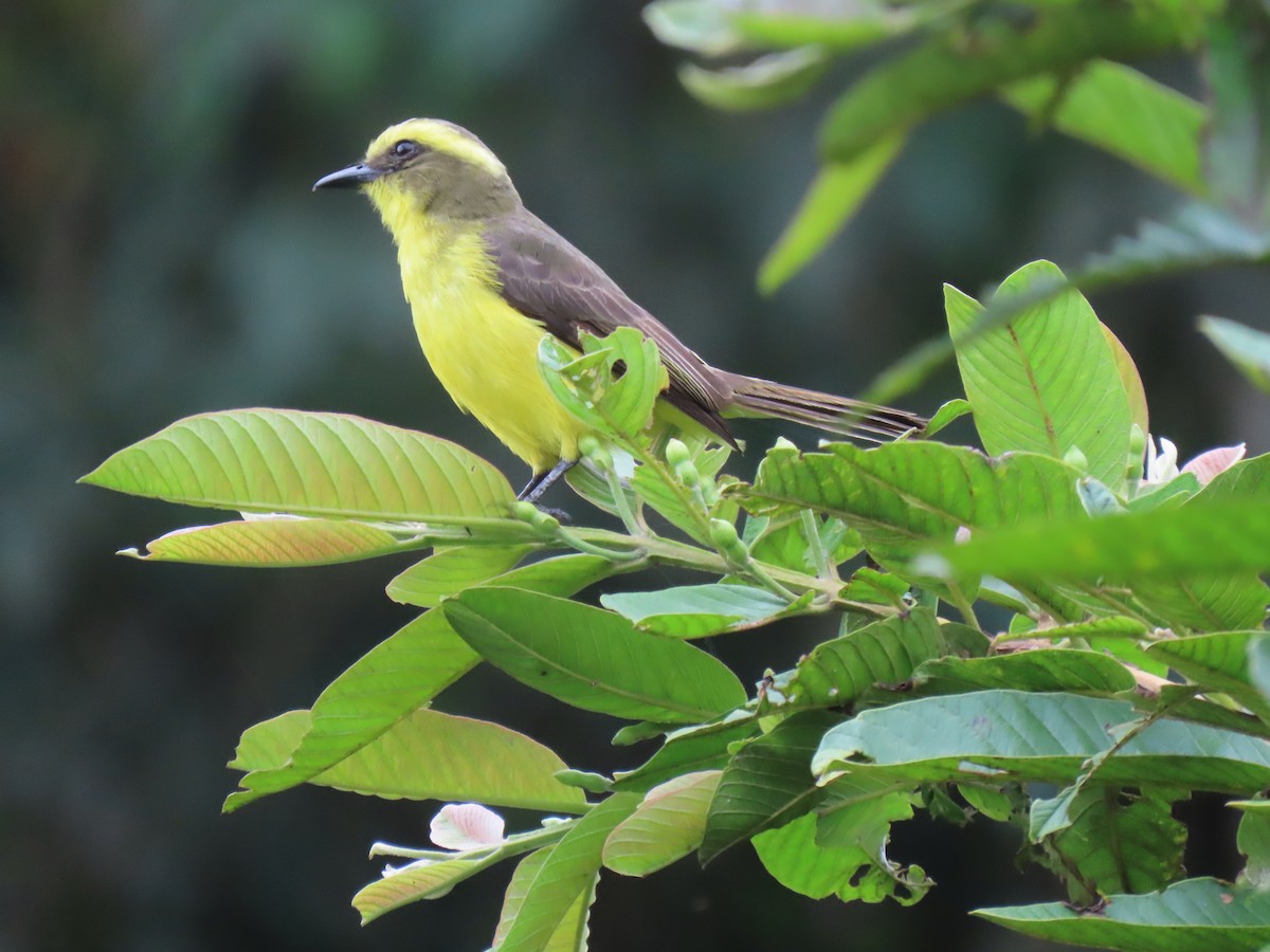 Lemon-browed Flycatcher - Jose Martinez De Valdenebro