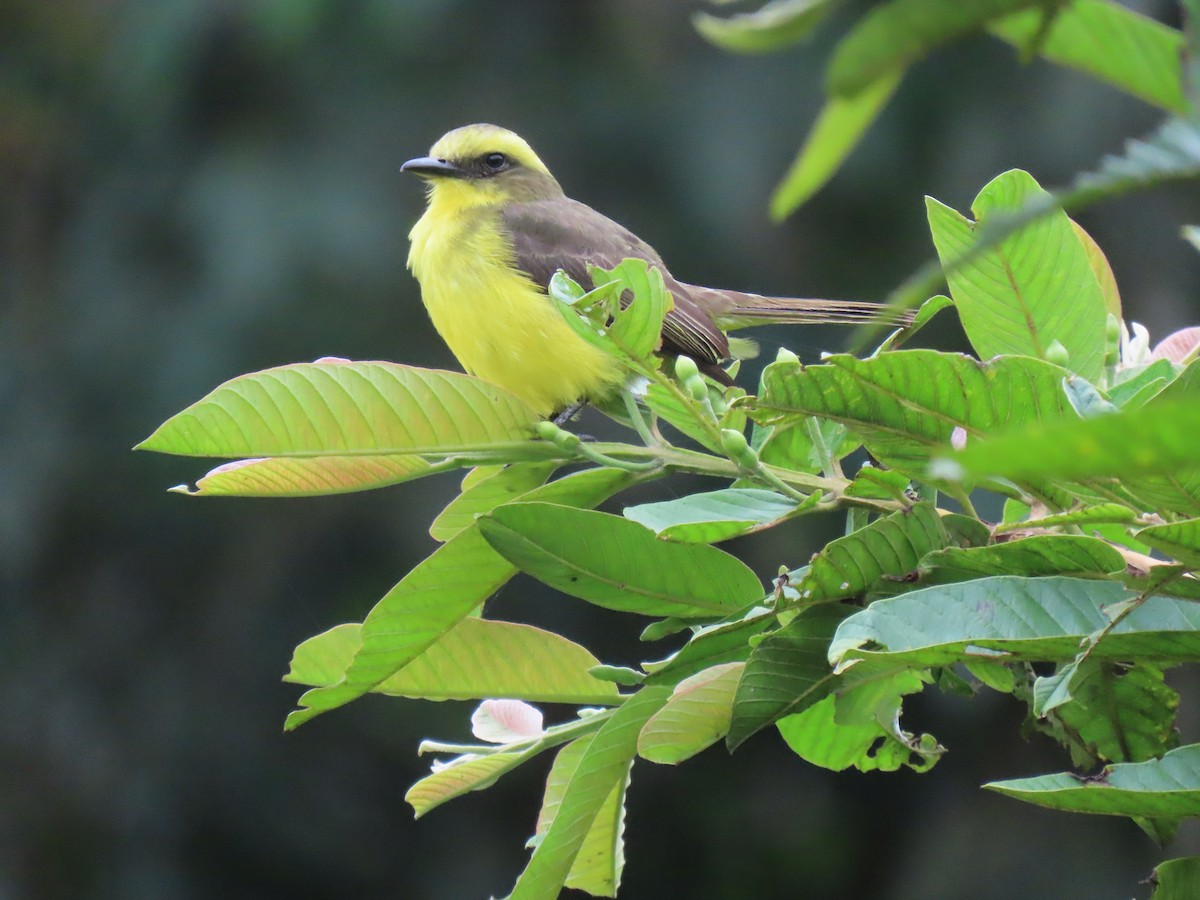 Lemon-browed Flycatcher - Jose Martinez De Valdenebro