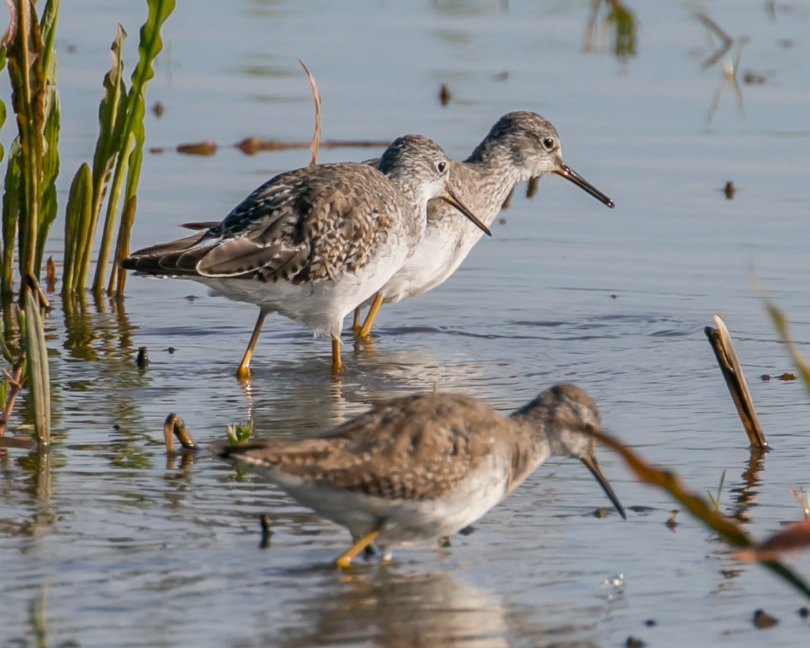 Lesser Yellowlegs - ML615940366