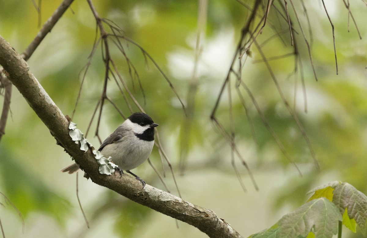 Carolina Chickadee - Nick Ramsey