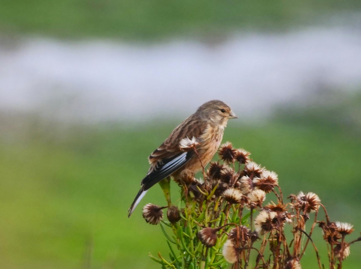 Eurasian Linnet - ML615940416