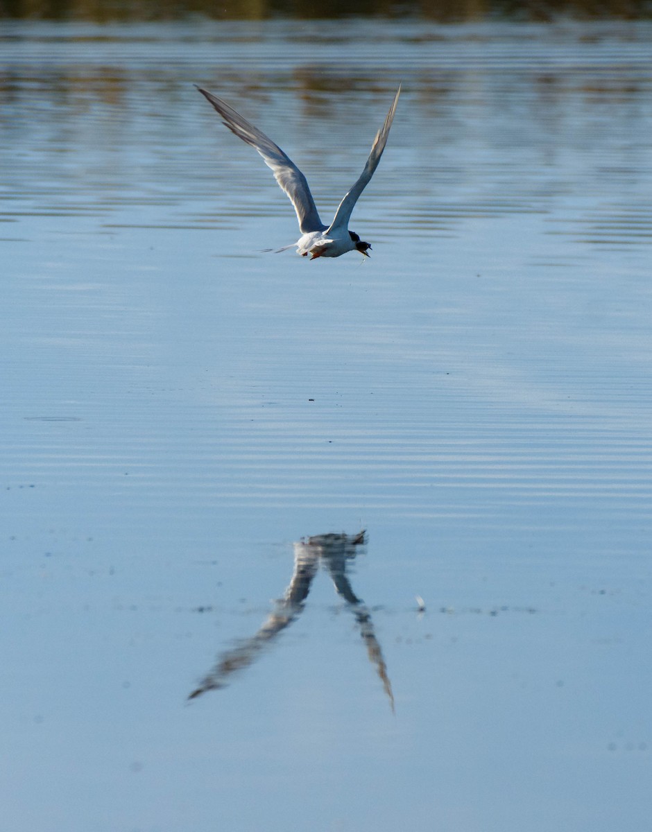 Forster's Tern - ML615940428