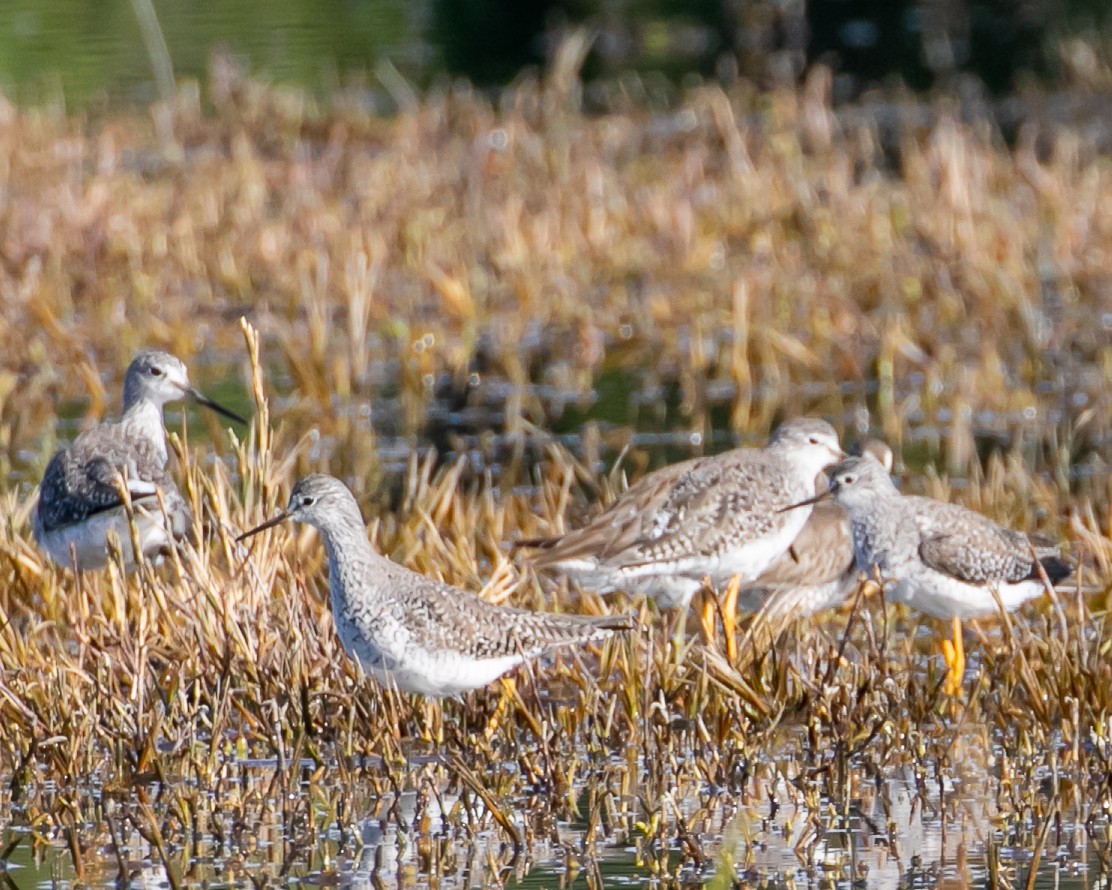 Lesser Yellowlegs - ML615940429