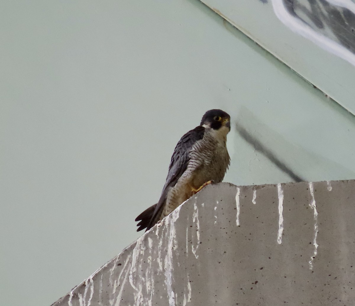 Peregrine Falcon - ML615940484