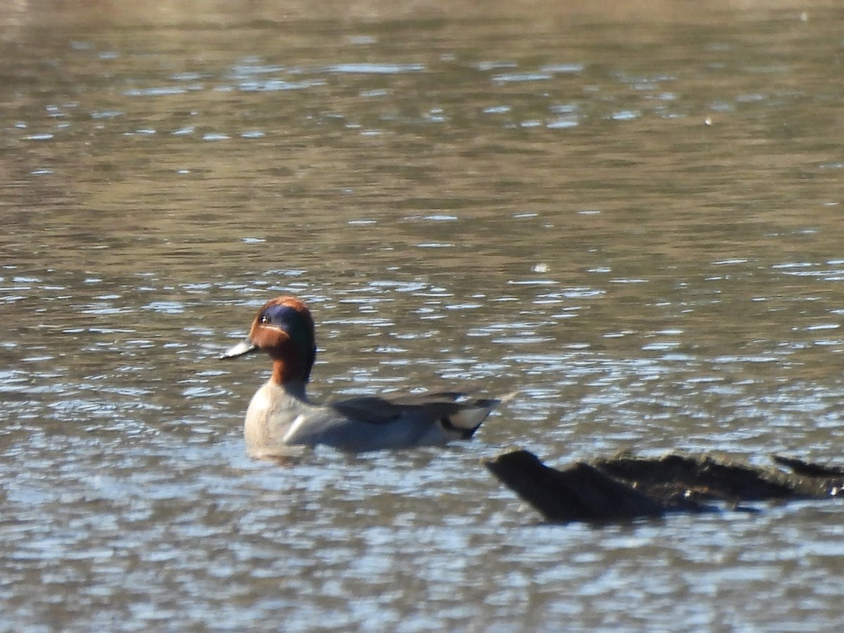 Green-winged Teal - ML615940504