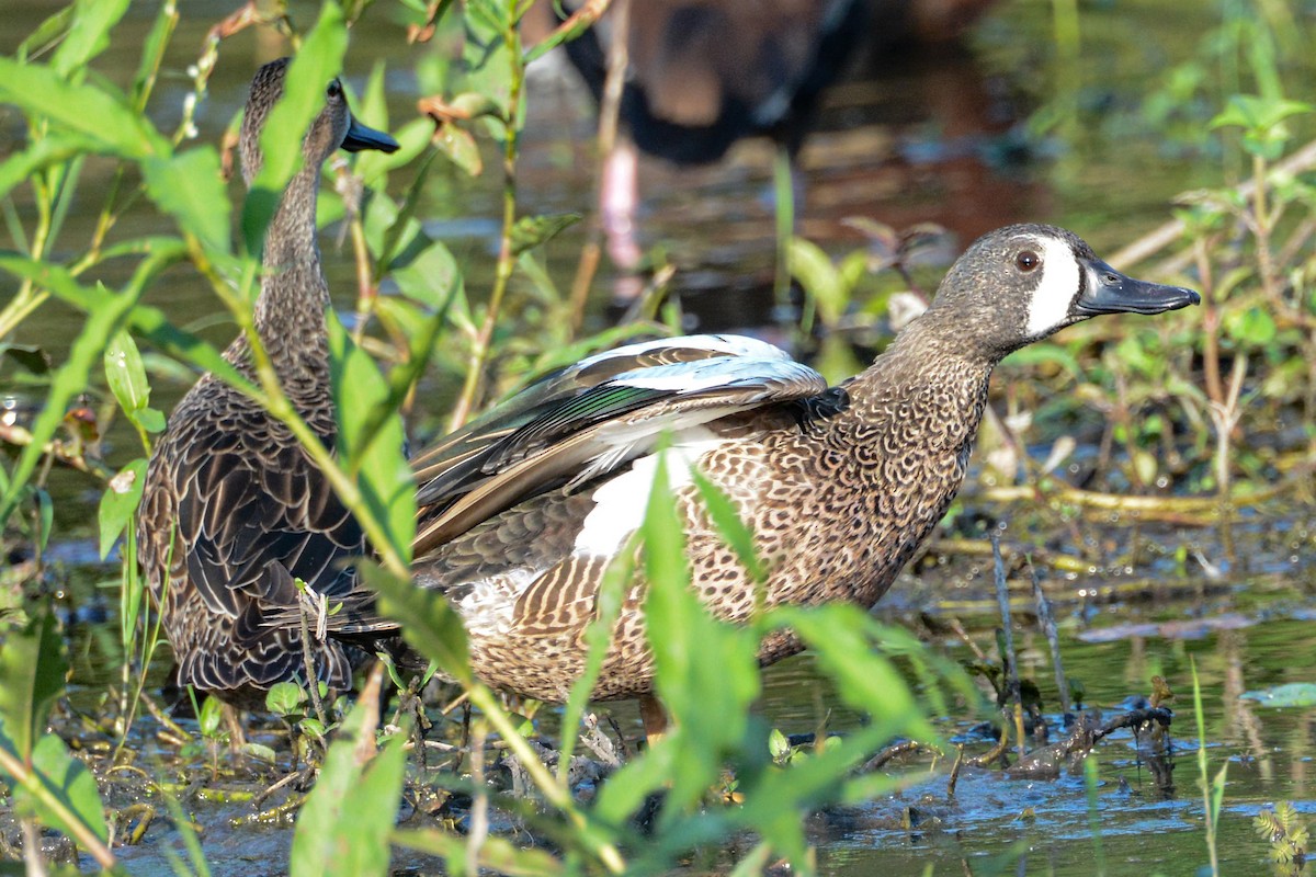 Blue-winged Teal - ML615940513