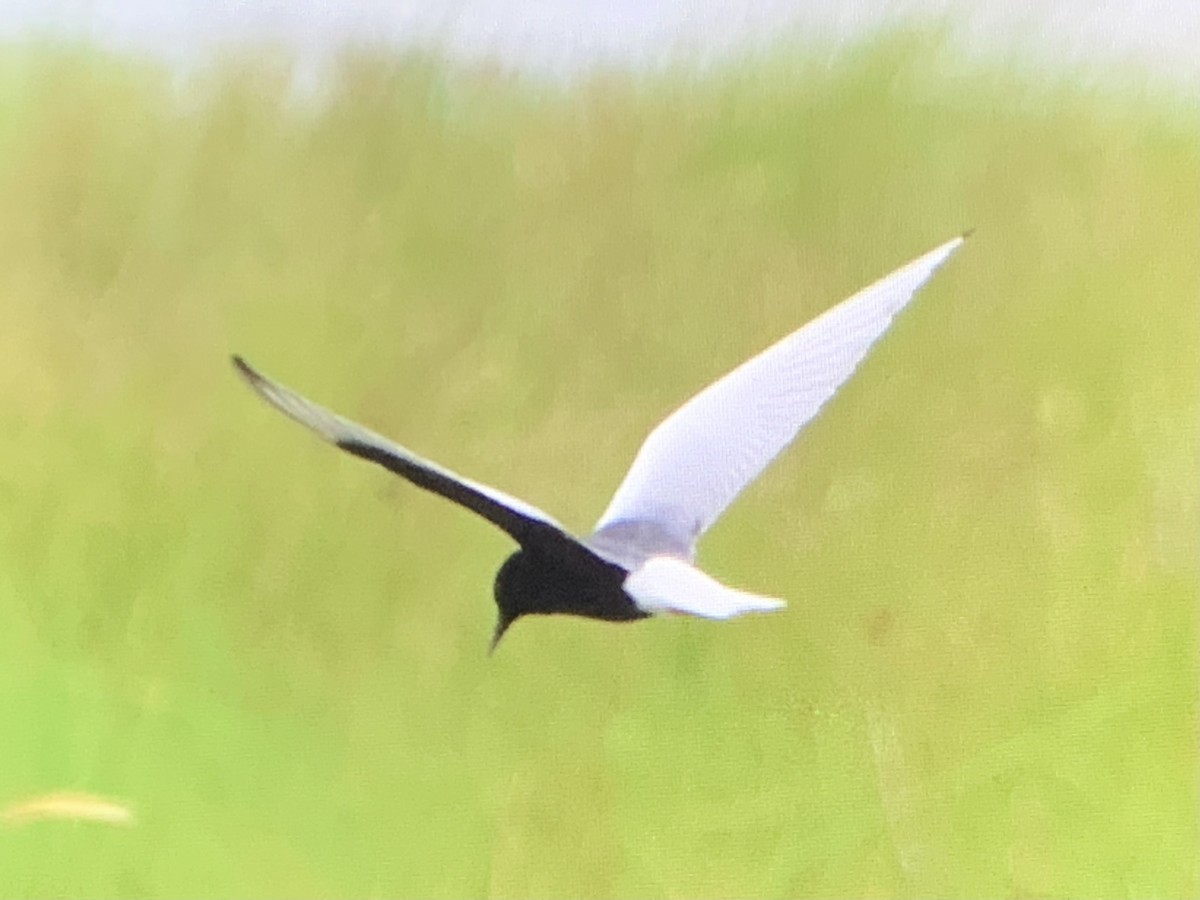 White-winged Tern - ML615940548