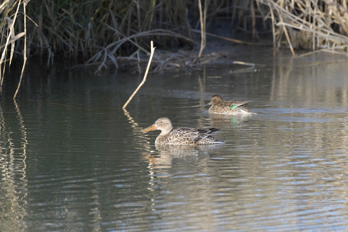 Northern Shoveler - ML615940585