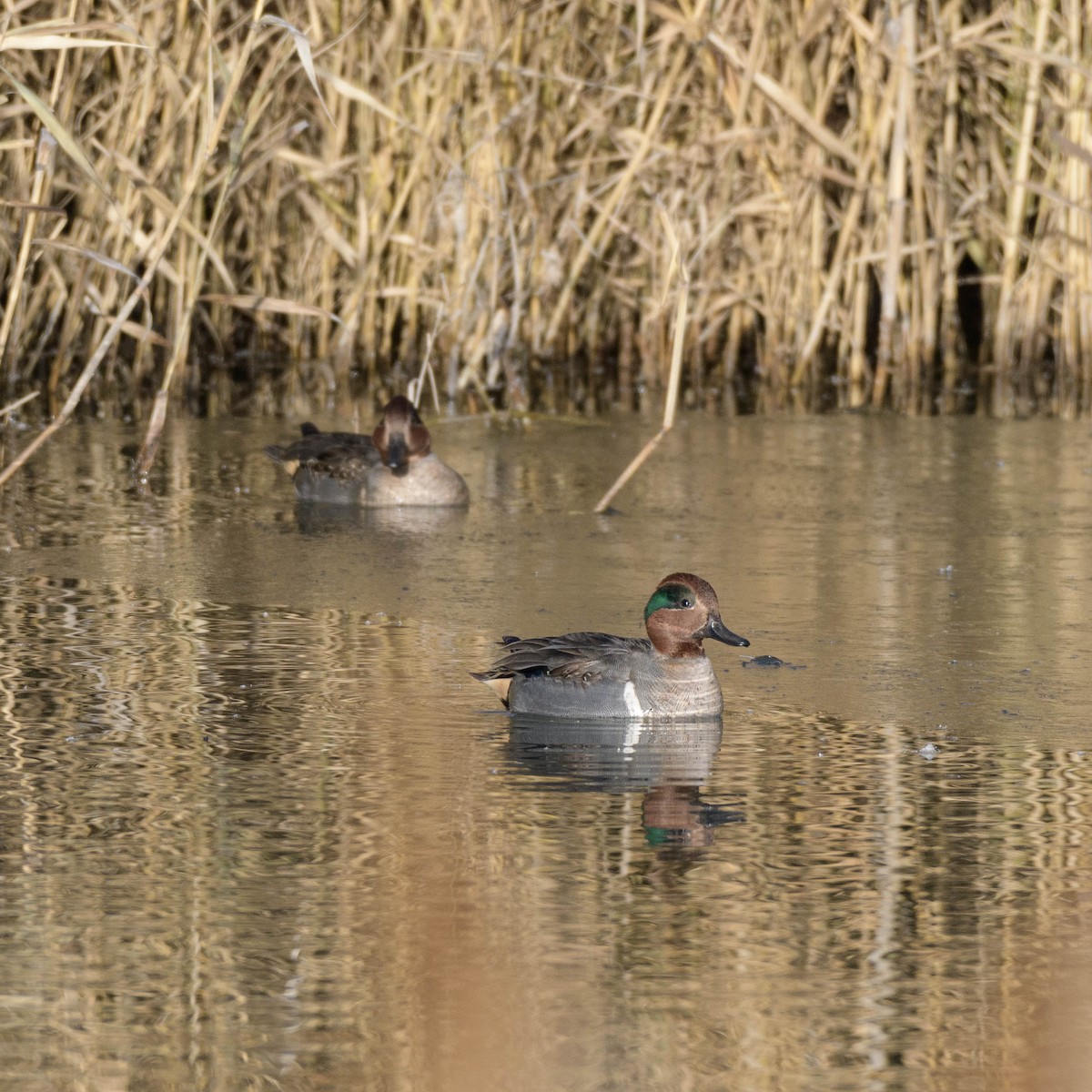 Green-winged Teal - Jon Zanone