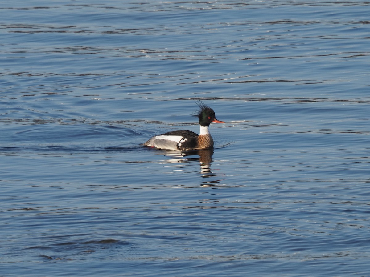 Red-breasted Merganser - ML615940600