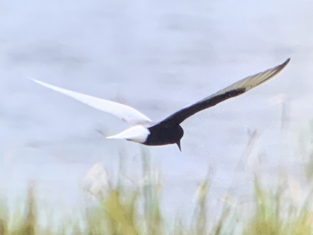 White-winged Tern - ML615940605