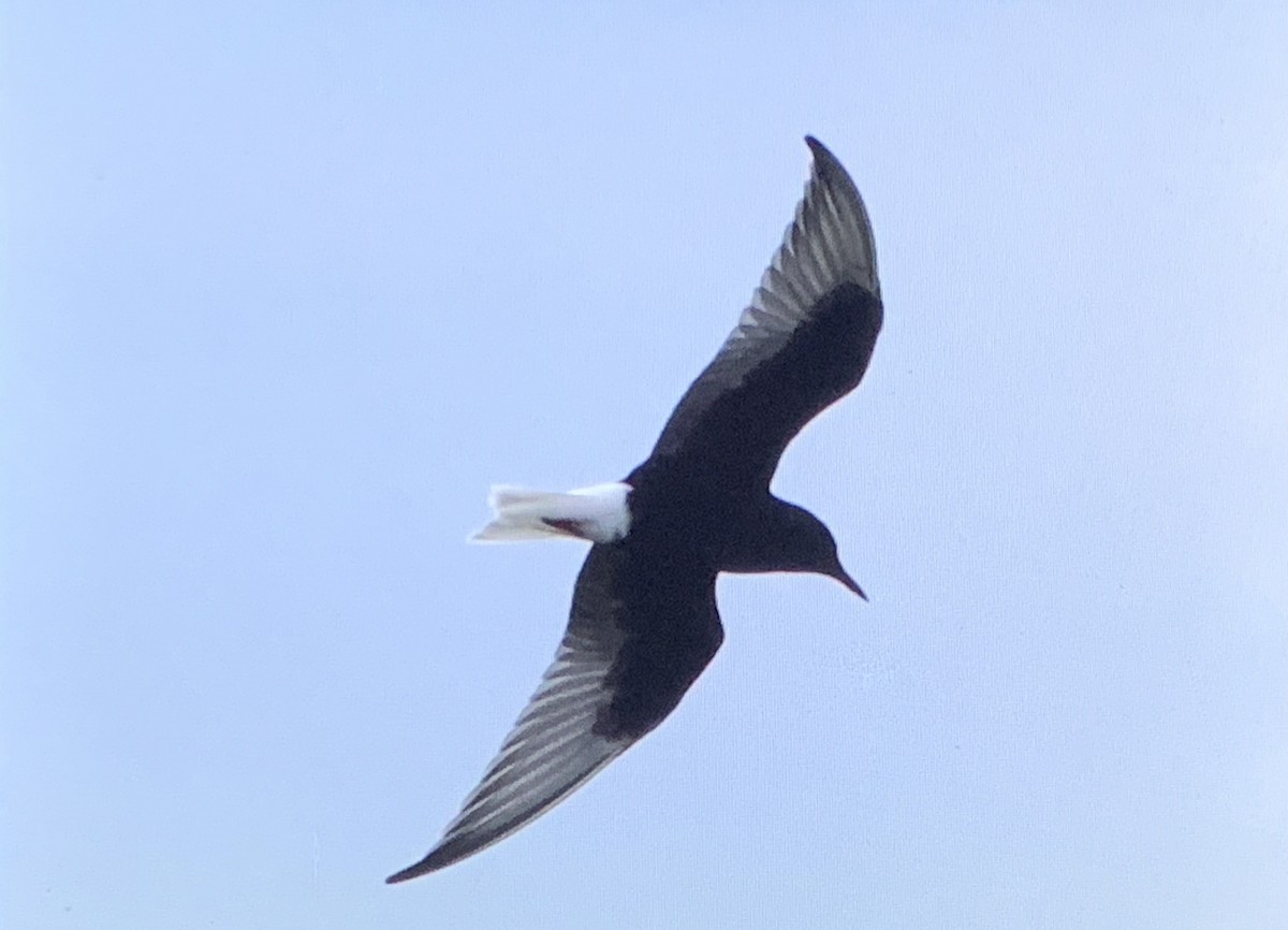 White-winged Tern - ML615940606